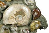 Tall, Composite Ammonite Fossil Display - Madagascar #175812-1
